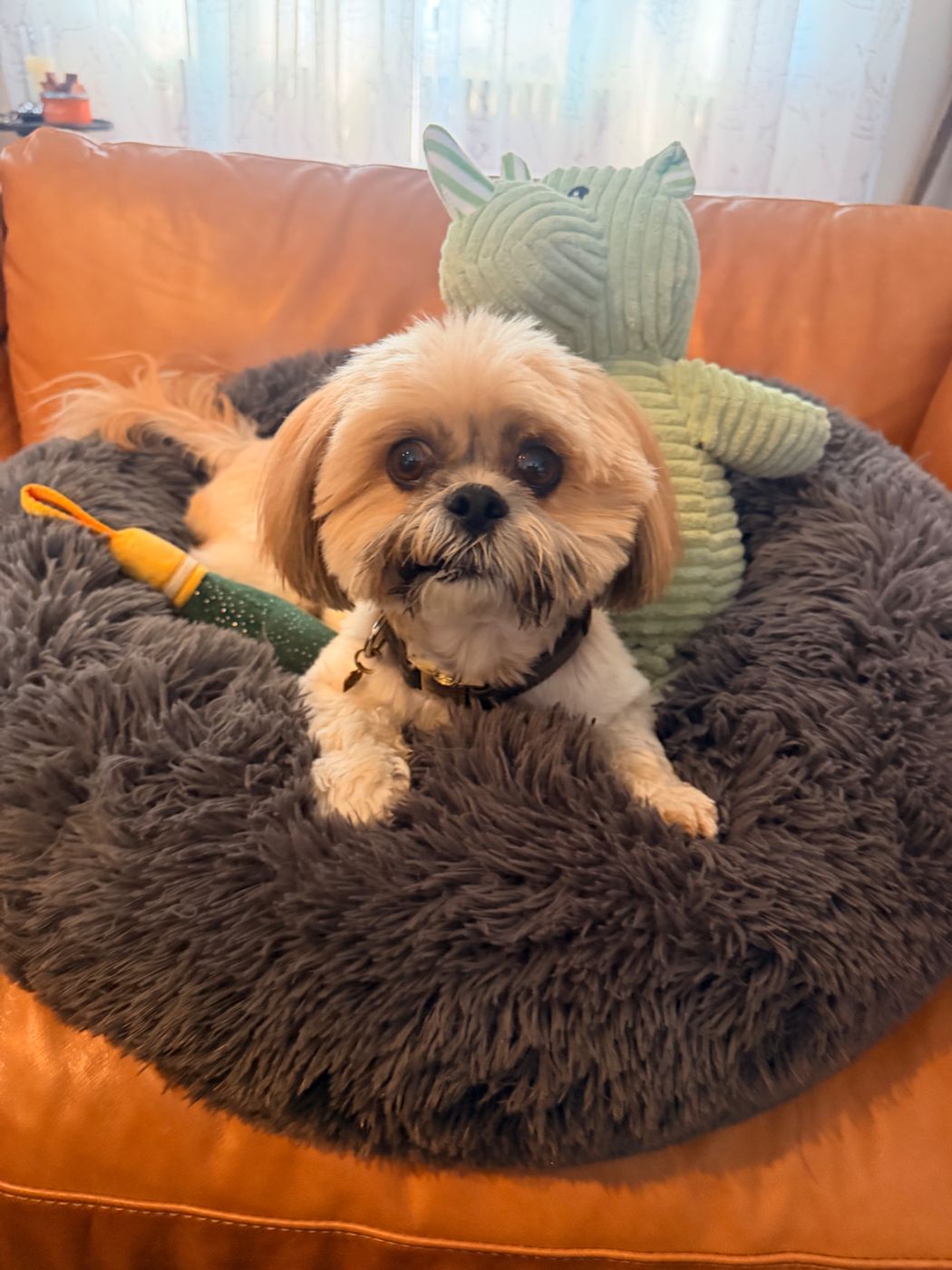 Giorgio lounging in a fluffy gray bed with his toys